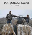 Cagingbobcats.com Top Dollar Cats DVD