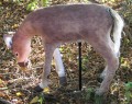 Easy Doe Whitetail Deer Decoy with Remote Controlled Tail Movement ED1