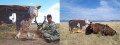 Outfoxed Products ZEBU Cow Blind ZEBUBlindDecoy