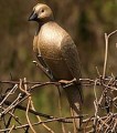 Flambeau Dove Decoy SINGLE 5930FD