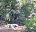 AllPredatorCalls Deluxe Ghillie Suit Woods Forrest Farmland WFF Camo APC001WFF
