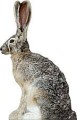 Phantom Decoys HD Series Jack Rabbit Predator Hunting Decoy PD513